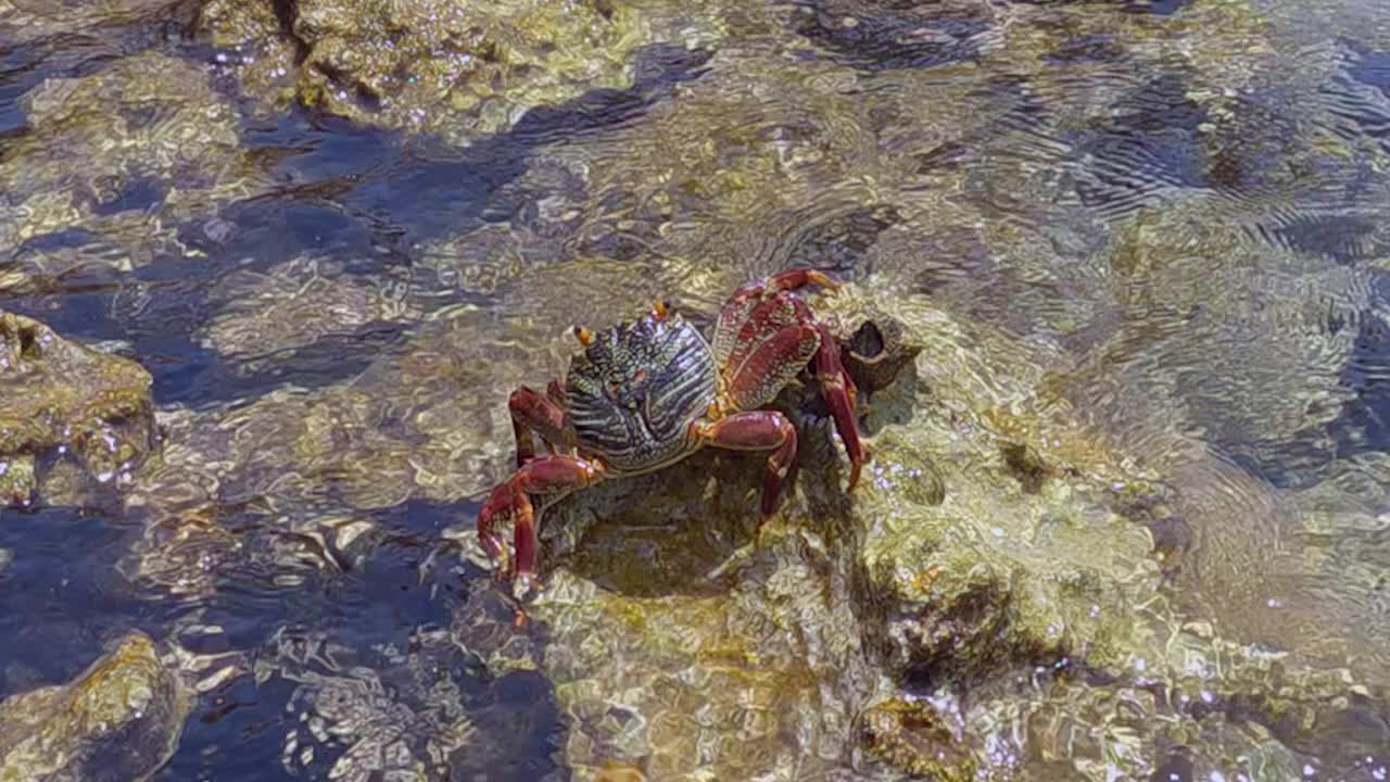 海边透明的水中，红蟹爬在石头上。在热带夏日沙滩上，海蟹在岩石海岸上跳跃视频素材