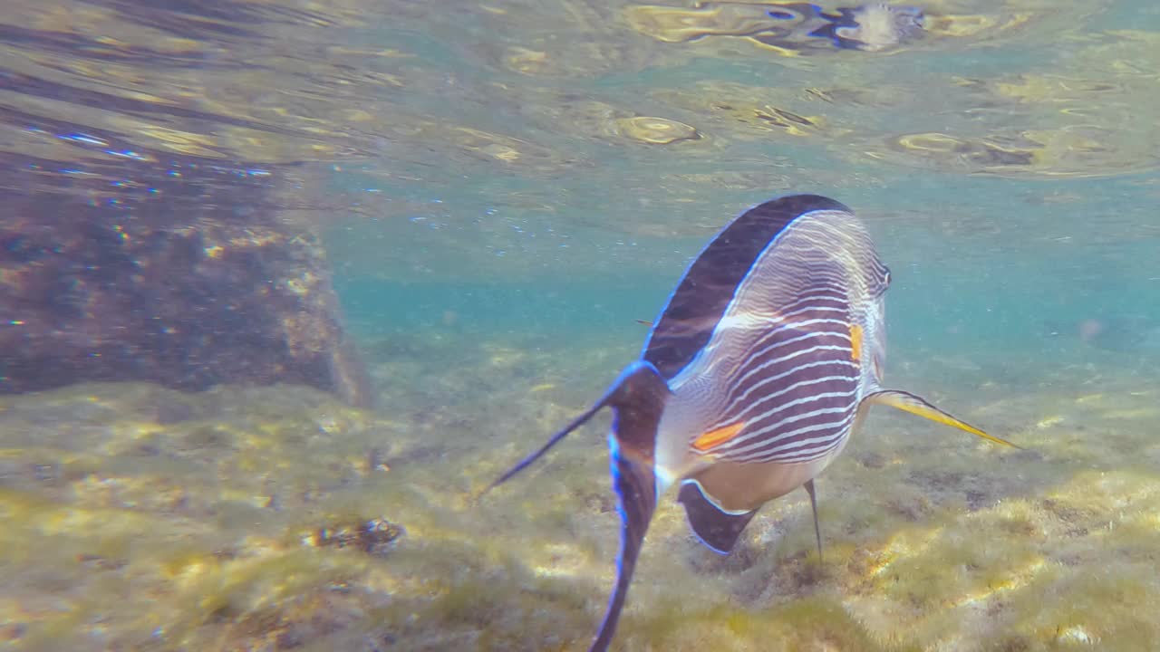 水下外科医生鱼游泳在珊瑚礁在清澈的海水。外来鱼类和动物在红海野生动物。视频素材
