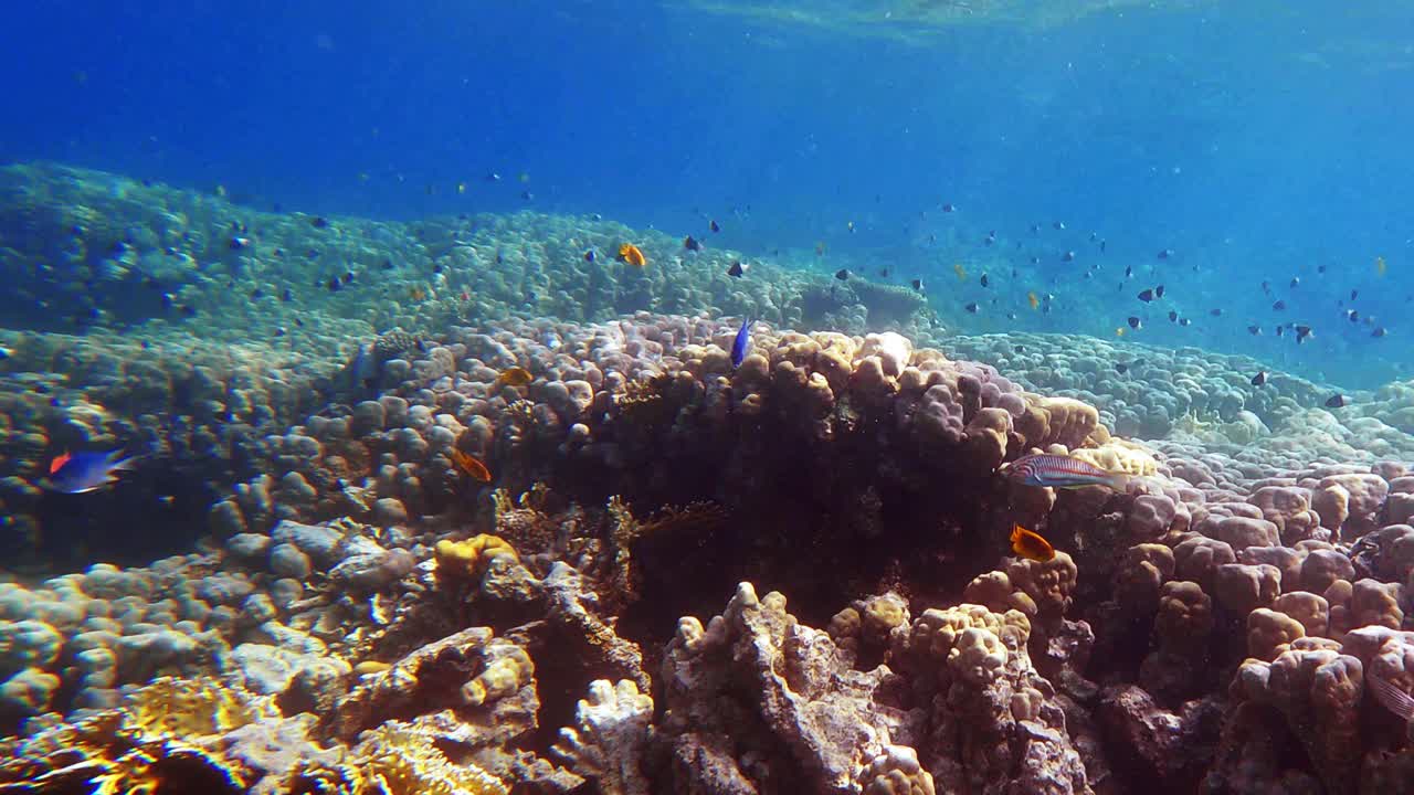令人惊叹的水下珊瑚礁和许多鱼在红海视频素材