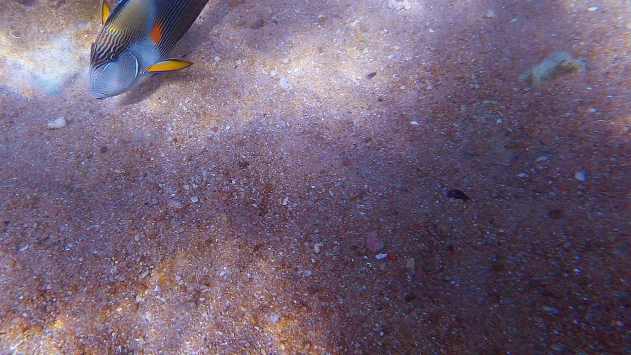 各种色彩斑斓的热带鱼在海里游泳的特写镜头视频素材