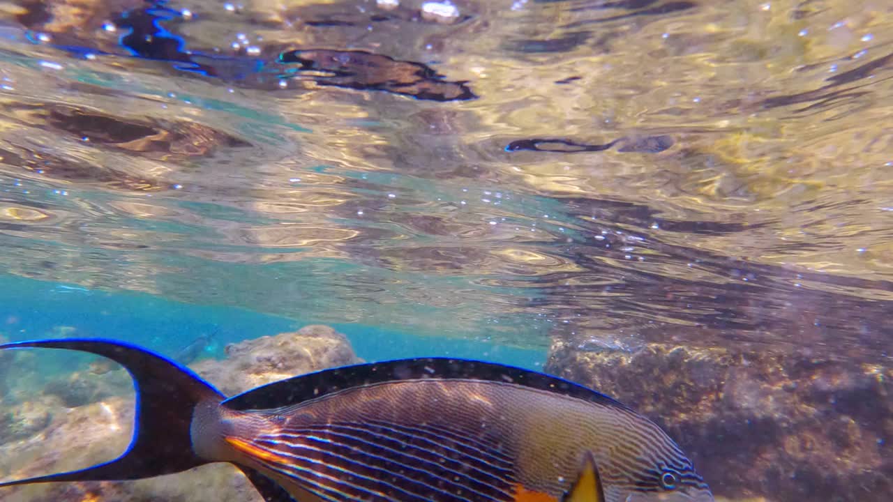 亮蓝色的外科医生鱼在水下游泳的特写镜头视频素材