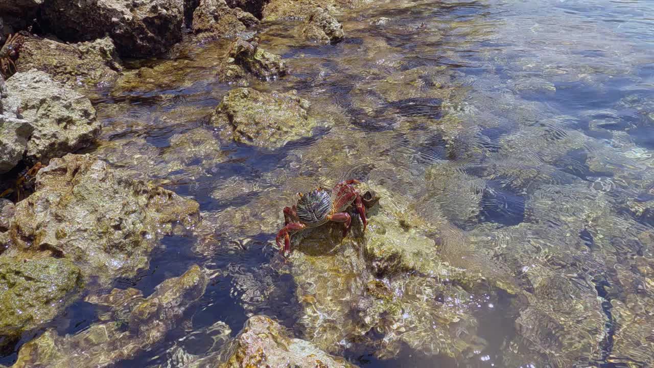 岩石上的螃蟹和美丽平静的大海的特写视频素材