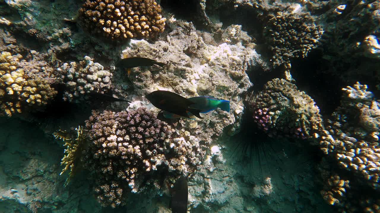 美丽的珊瑚礁和鹦嘴鱼纹栉水母视频素材