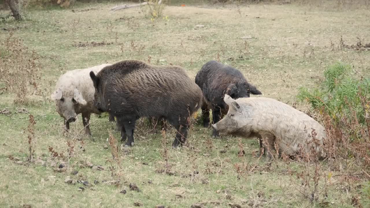 在多瑙河三角洲附近的秋天草地上，野猪(Sus scrofa)正带领着一群野猪(野猪和猪的杂交)视频素材