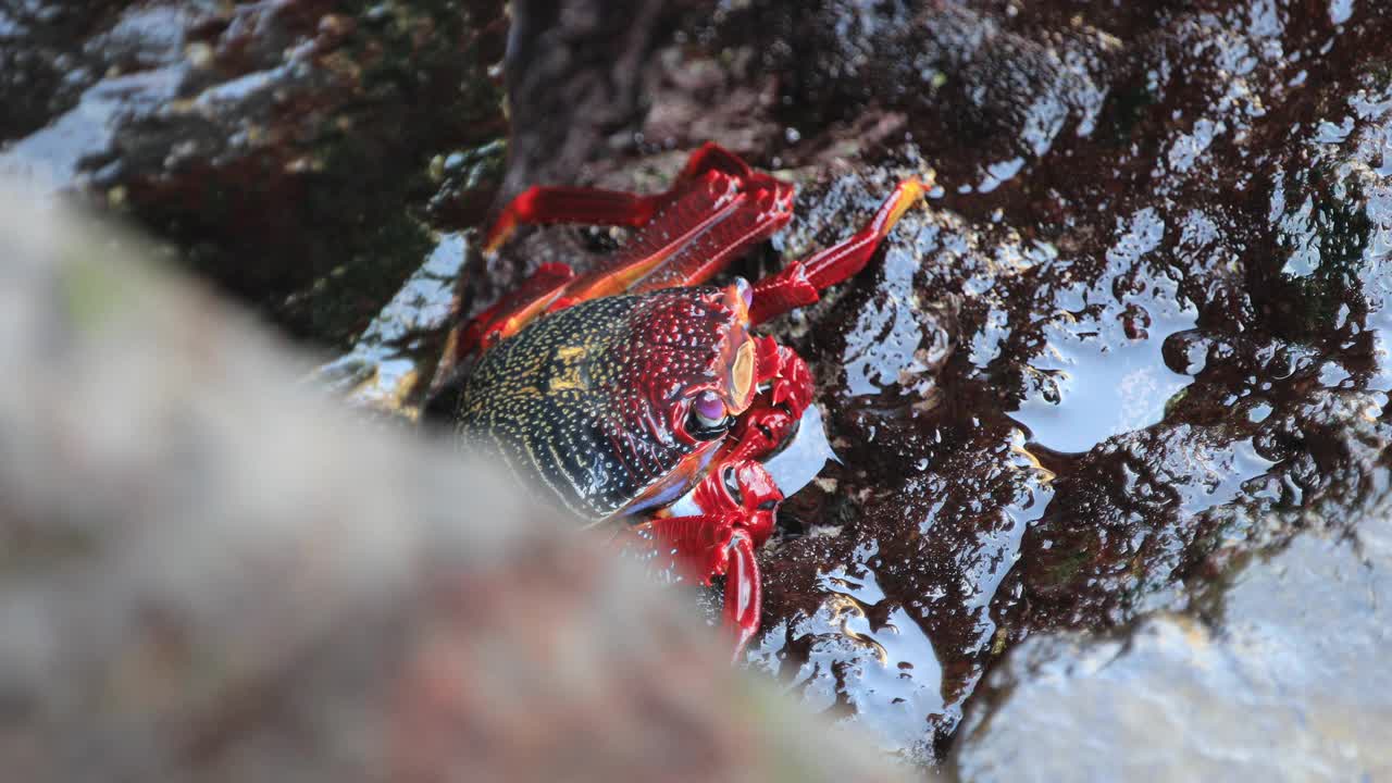 摩尔蟹，拉帕尔马。洛斯坎卡霍斯海滩。视频下载