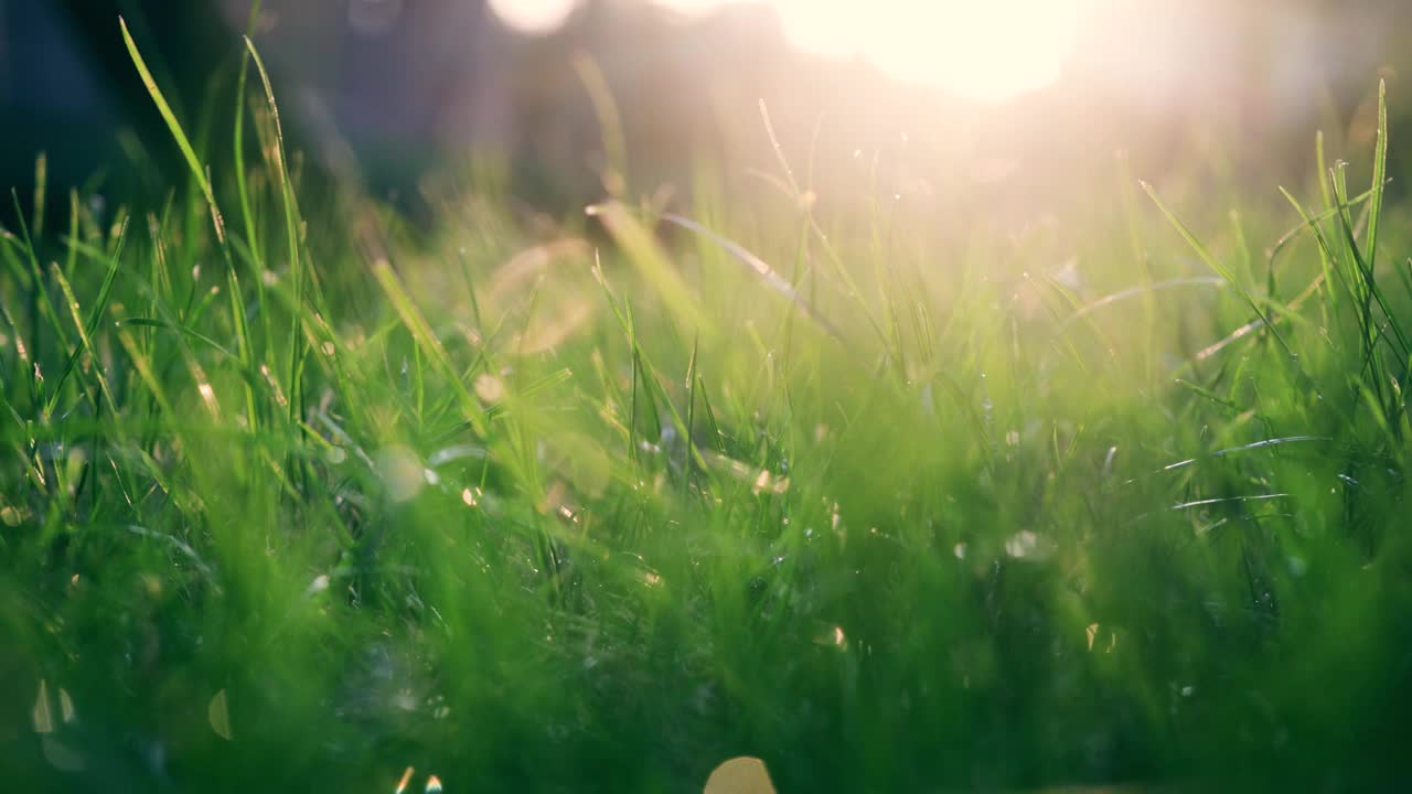 草在晨光中视频素材