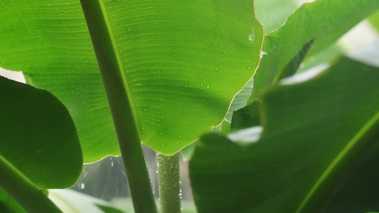 雨落在香蕉叶上视频素材