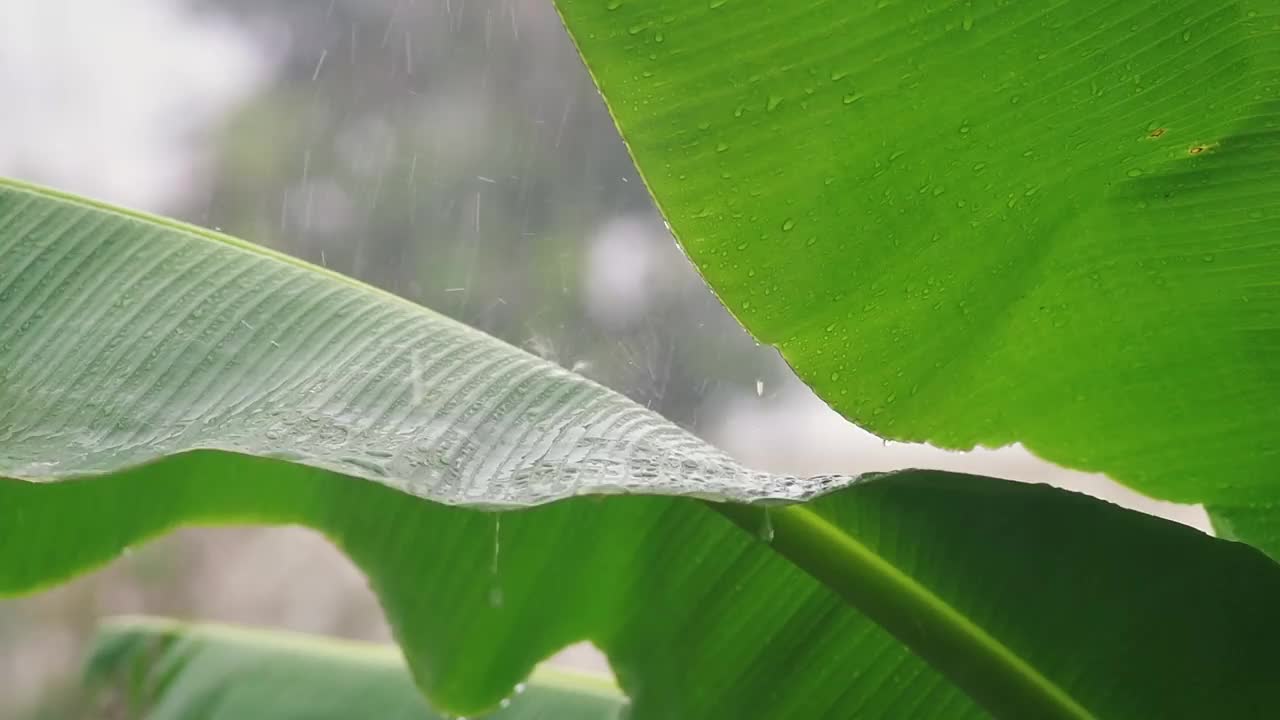 雨滴落在香蕉叶上视频素材