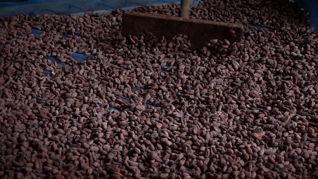 干可可豆可可豆被用耙子在木制地板上移动近慢动作视频下载