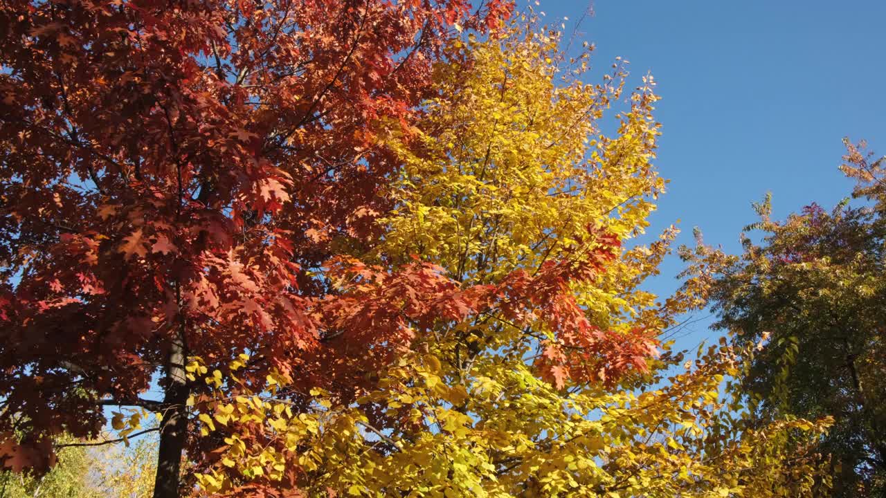 公园里的树梢上长着五颜六色的秋叶视频素材