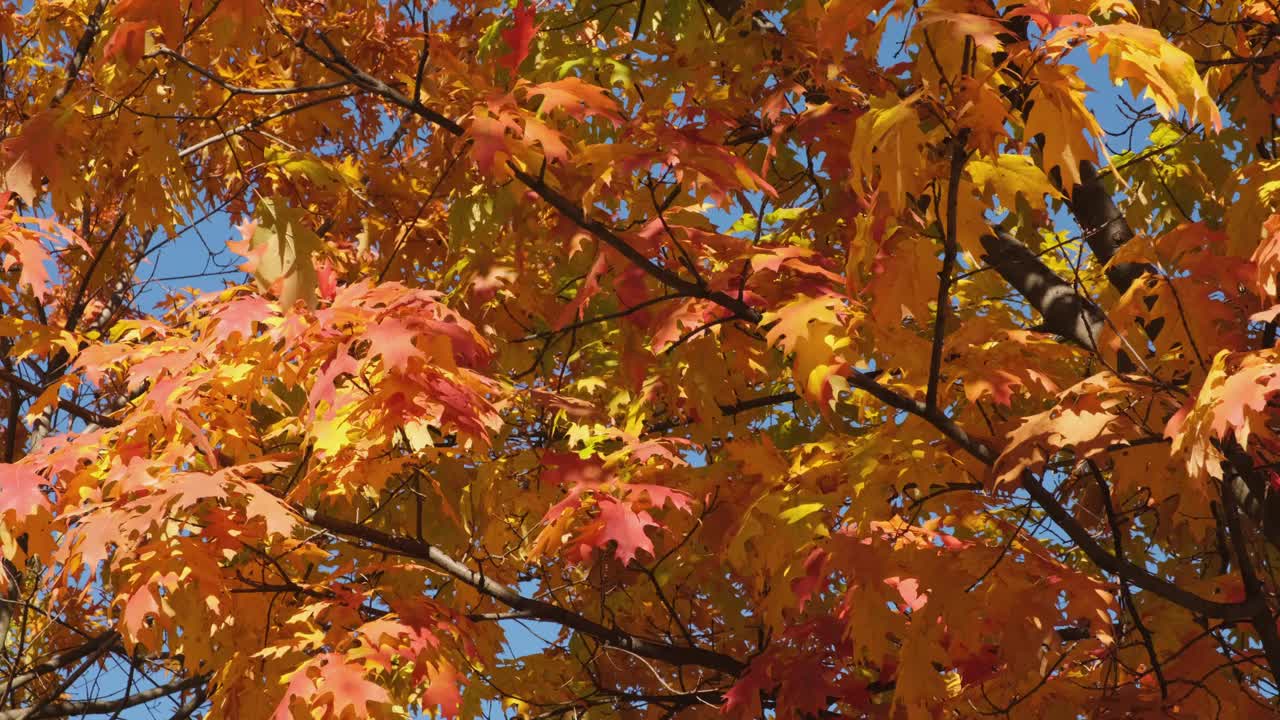 秋天的橡树，有明亮的黄色和橙色的叶子。视频素材