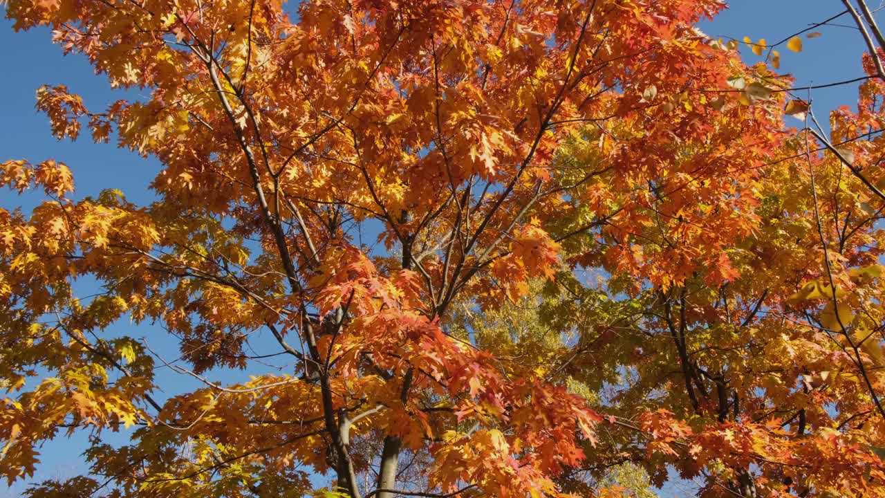 秋天的橡树，有明亮的黄色和橙色的叶子。视频素材