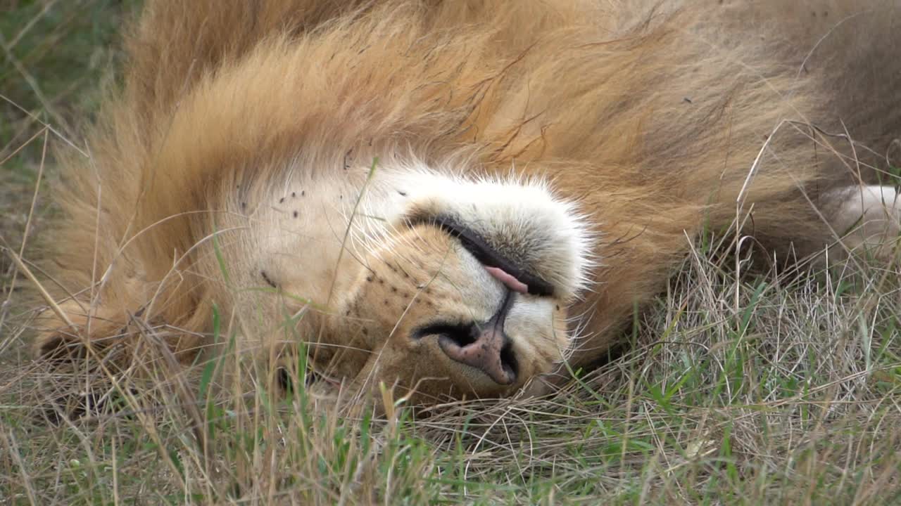 一头吐着舌头倒立着睡觉的狮子视频素材