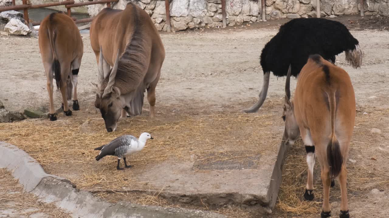 在动物园里吃草的普通大野驴和普通鸵鸟视频素材