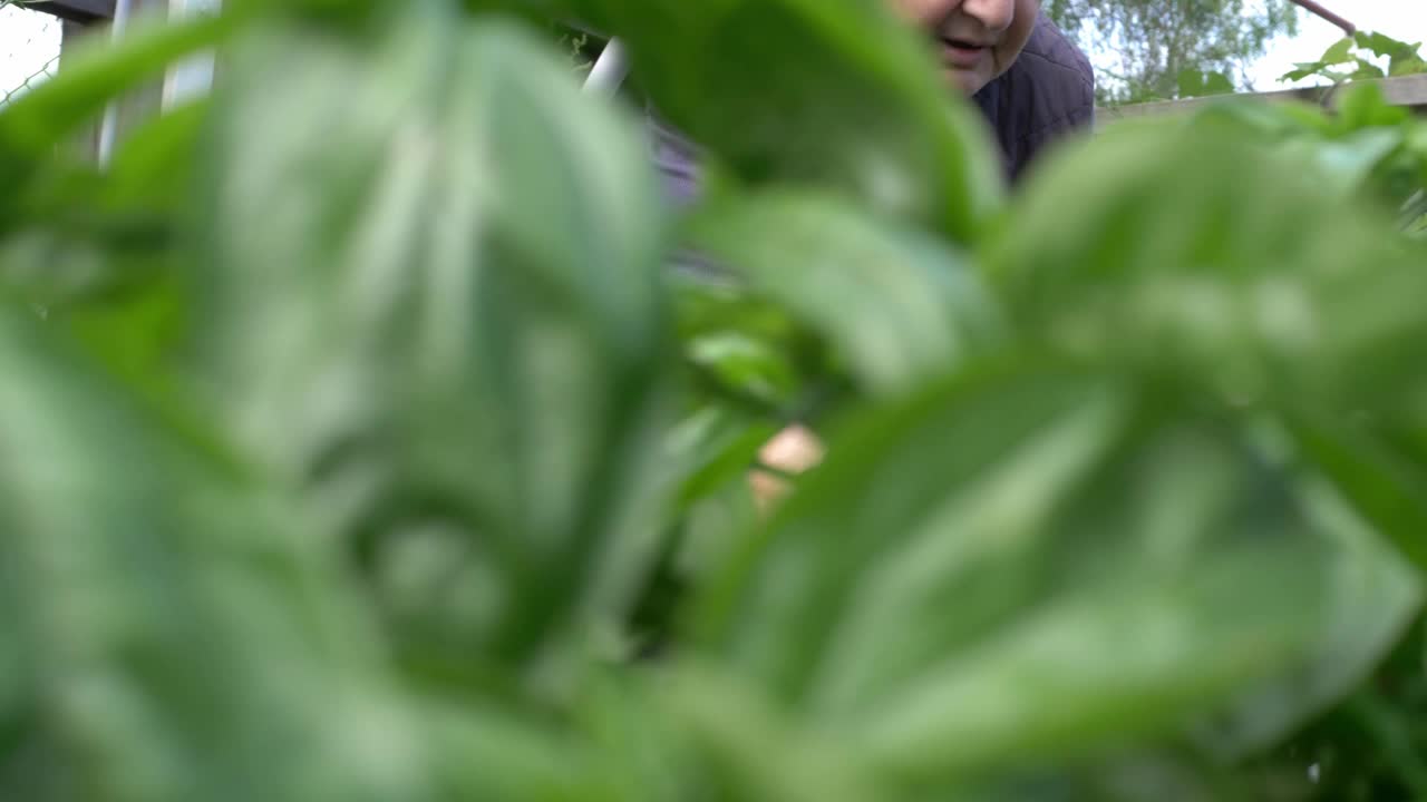 照料罗勒植物的老妇人视频素材