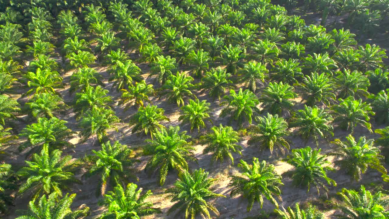 日出场景无人机在棕榈树种植园的运动视图。产品棕榈油生产出口。视频素材