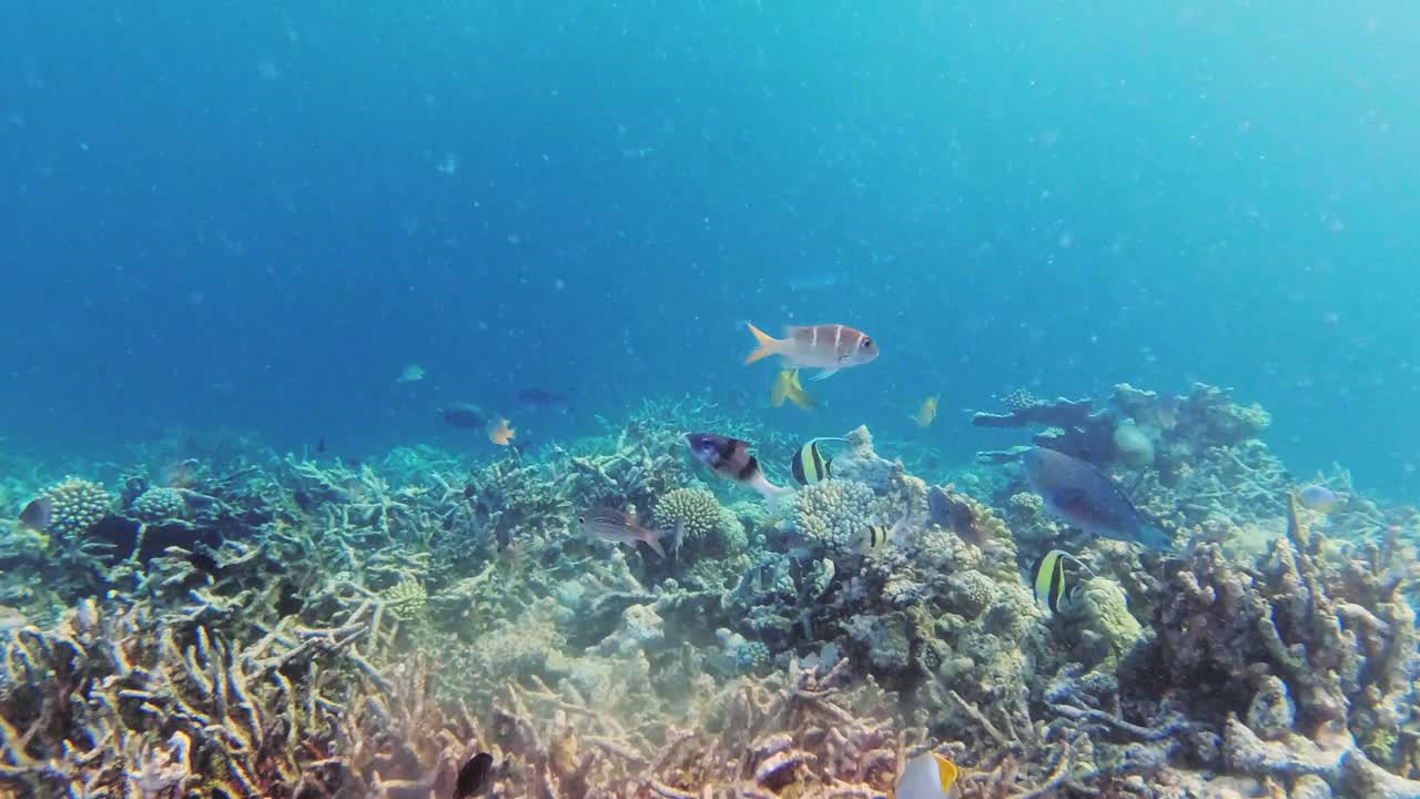 马尔代夫有热带鱼类的珊瑚礁视频下载