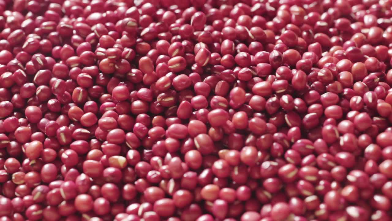 生红小豆有机种子食品，蛋白质健康食品视频下载