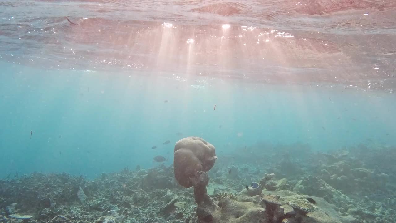 马尔代夫有热带鱼类的珊瑚礁视频下载