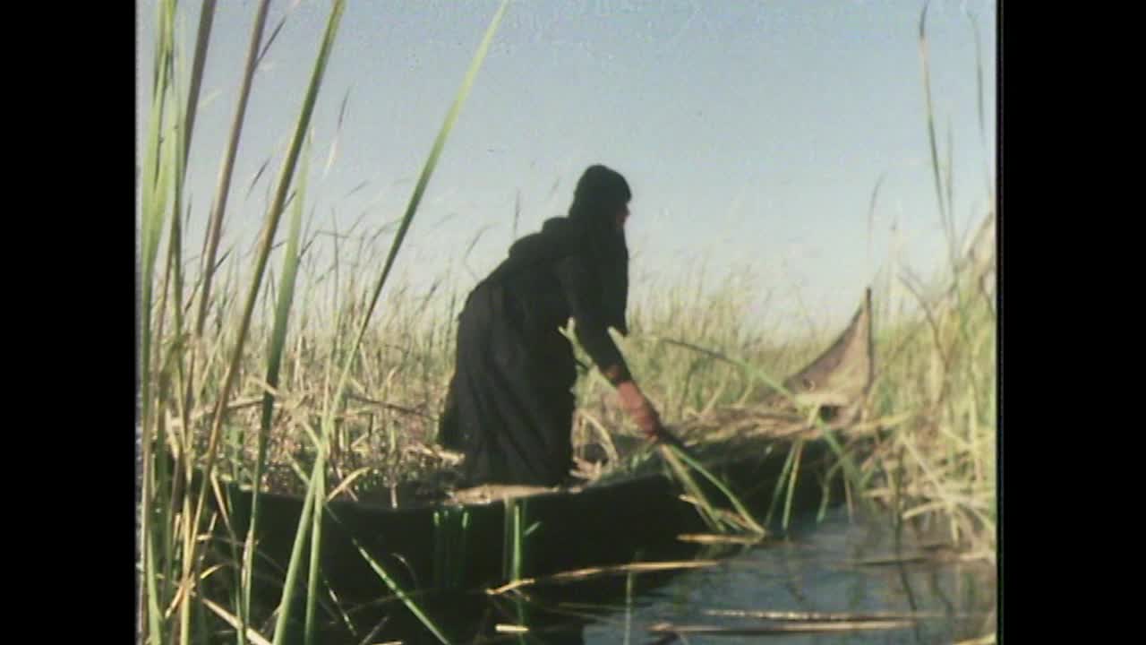 32、芦苇是收集来当动物饲料的，伊拉克;1979视频素材