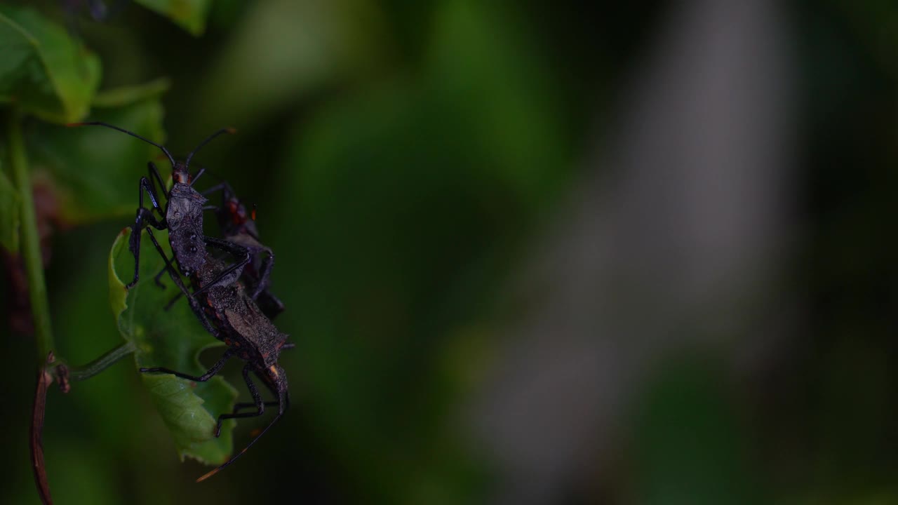 在泰国的南瓜虫或美洲黑蝽。视频素材