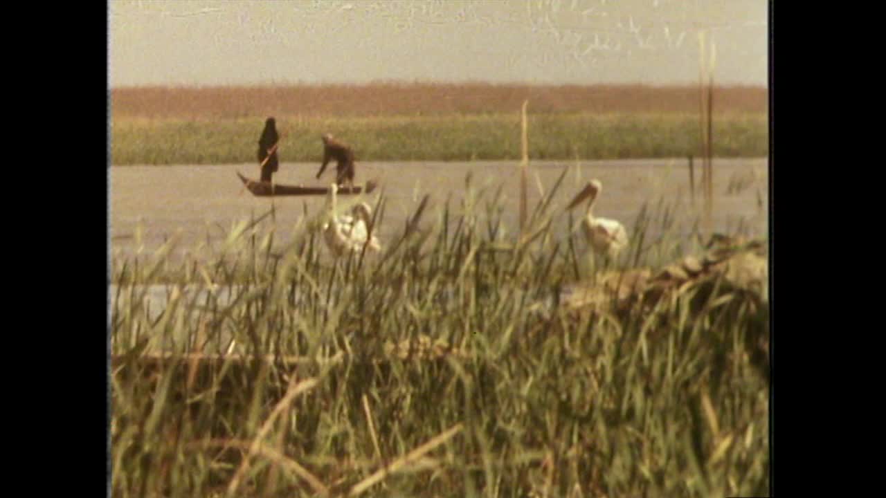伊拉克，在鹈鹕附近划独木舟的WSs人;1979视频素材