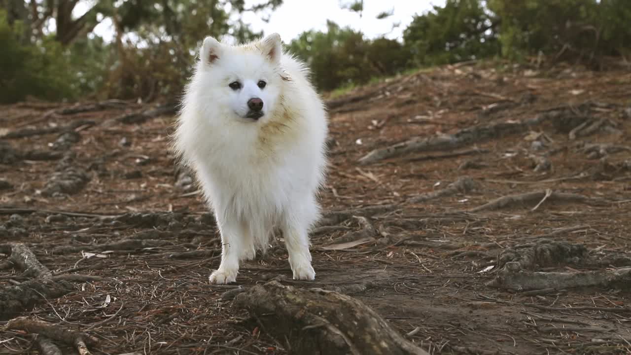 户外人像白色的狗在自然的背景，快乐健康的日本斯皮兹小狗在散步视频素材