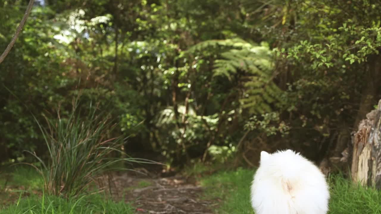 户外人像白色的狗在自然的背景，快乐健康的日本斯皮兹小狗在散步视频素材