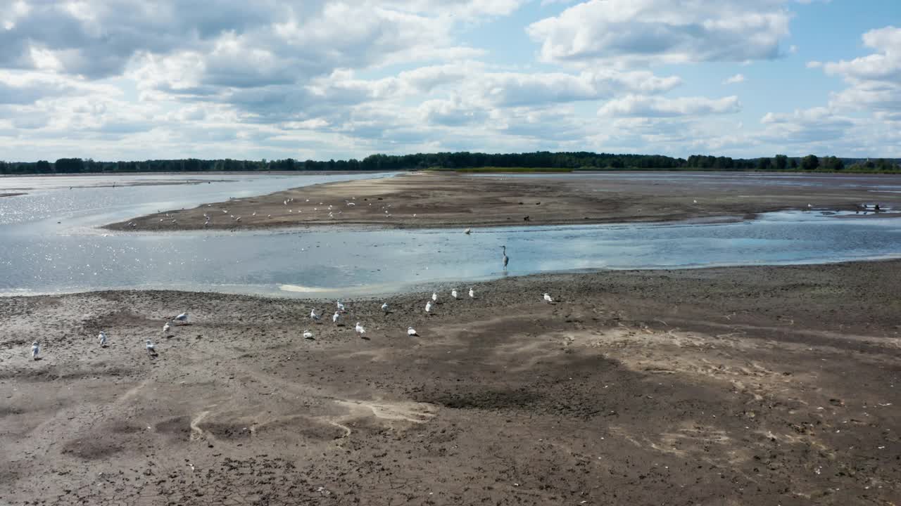 苍鹭和海鸥在沙滩上的夏天在池塘，欧洲视频素材