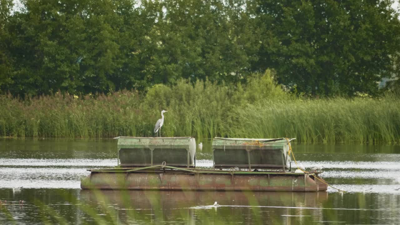 大白鹭，夏天池塘里的白鹭视频素材