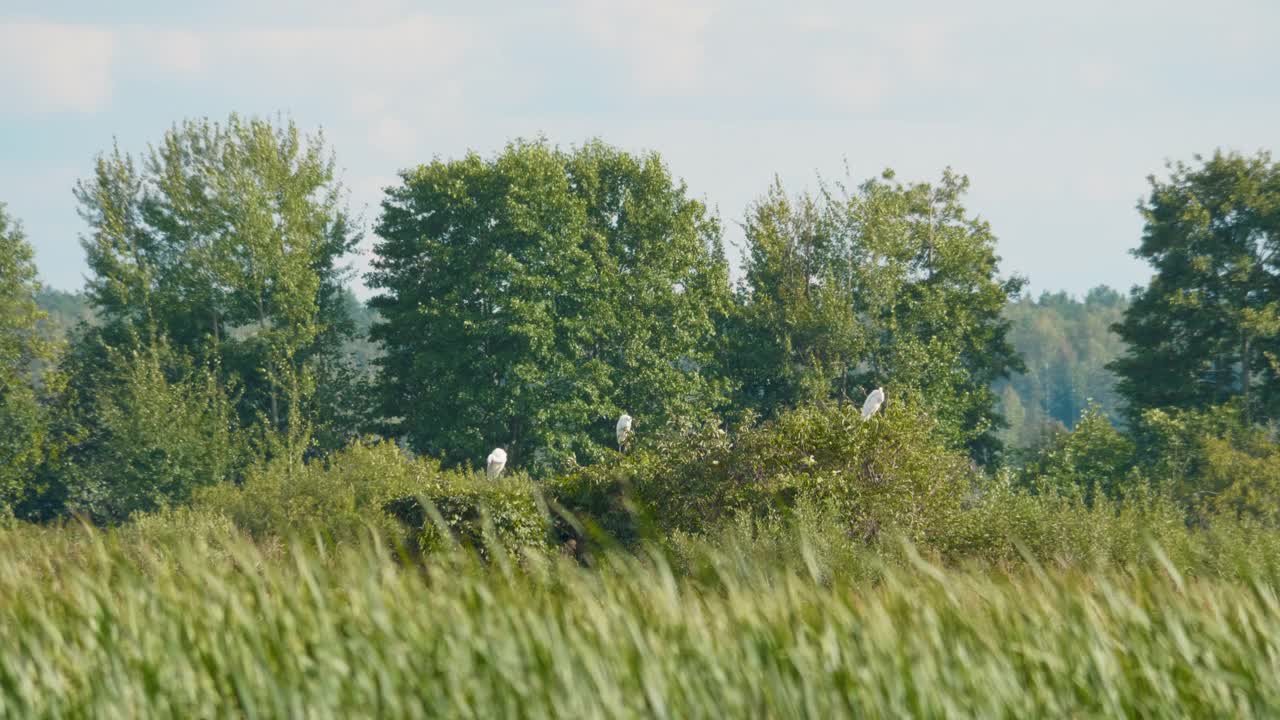 大白鹭，夏天树上的白鹭视频素材