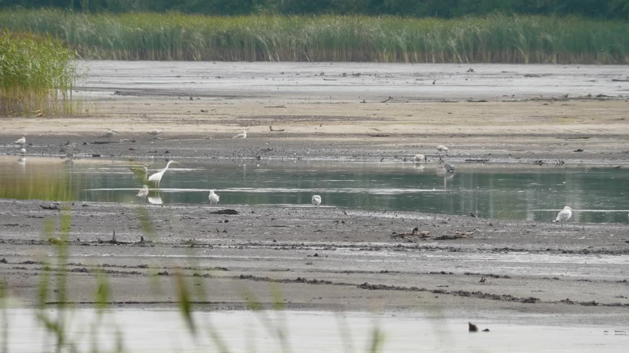 大白鹭，夏天池塘里的白鹭视频素材
