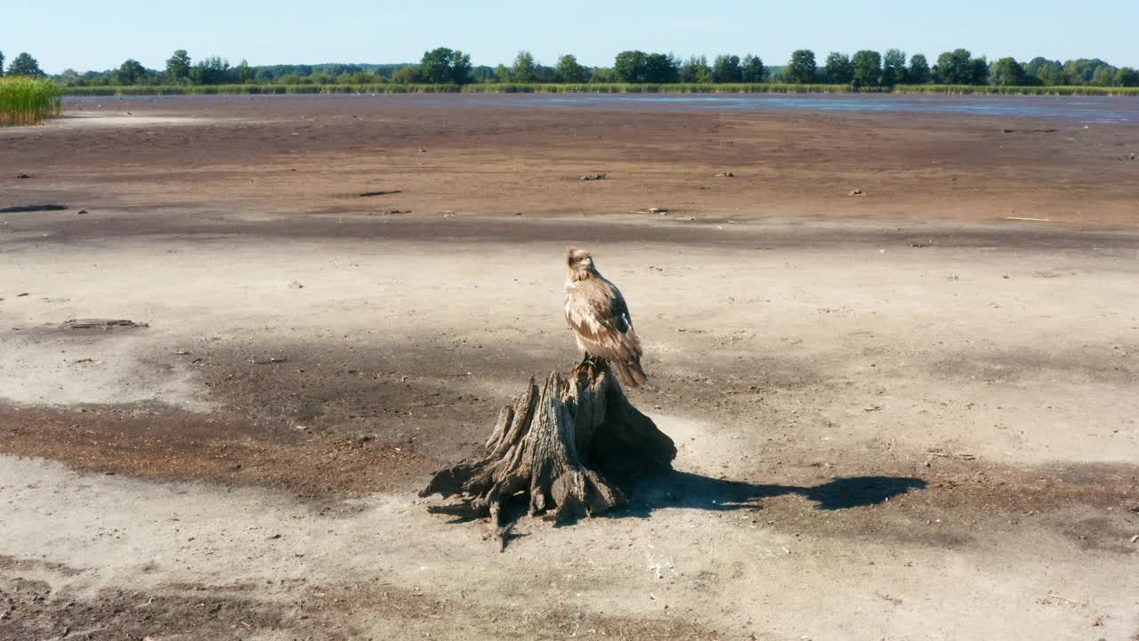 帕拉斯的鱼鹰，白纹海雕，坐在池塘中央的树桩上视频素材