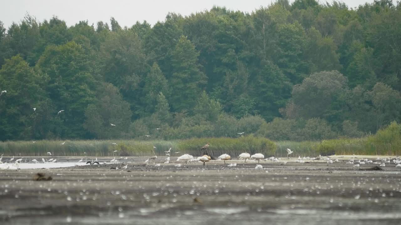 帕拉斯的鱼鹰，白纹海雕，坐在池塘中央的树桩上视频素材