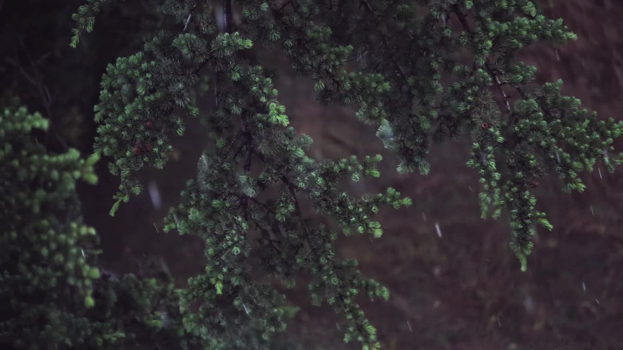 雨落在冷杉树枝间视频素材