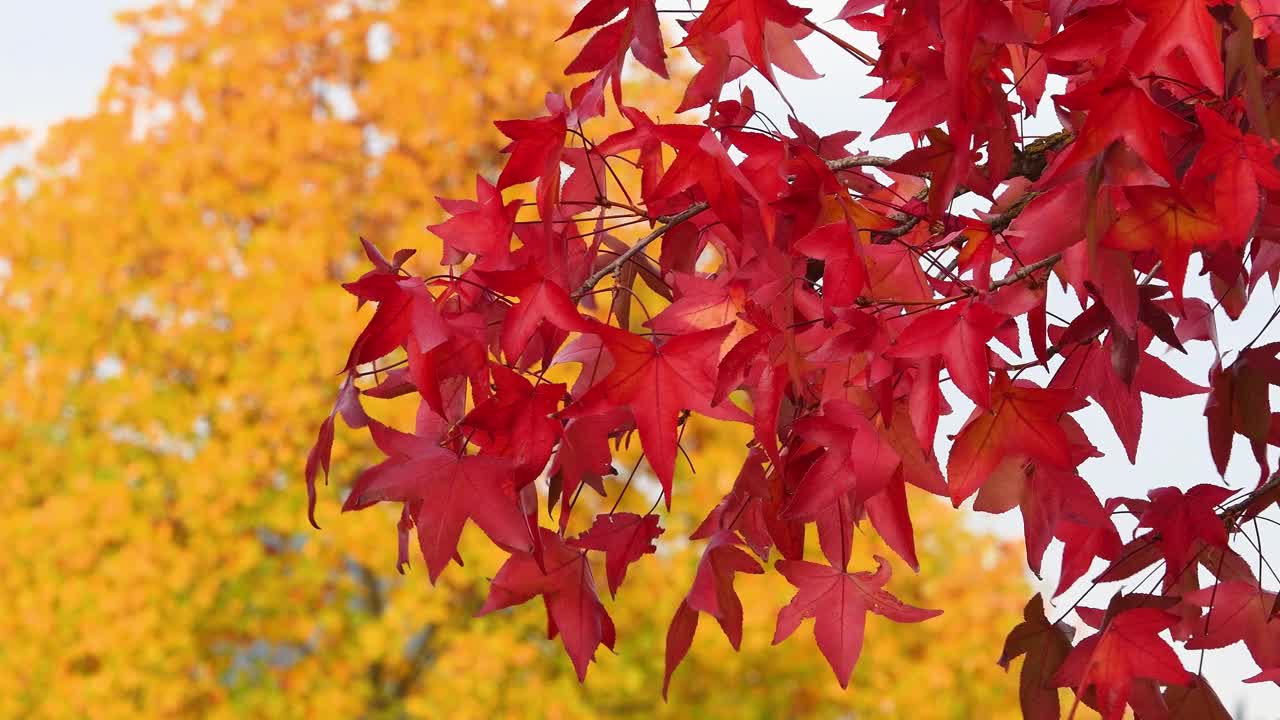 美丽的红叶在秋天随风飘动。十月，枫叶的颜色由绿色变为黄色和红色。秋天大自然的概念。有选择性的重点。视频下载