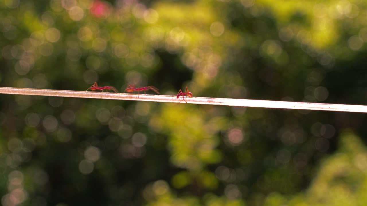 红蚂蚁在用来晒衣服的绳子上划出一条路。视频下载