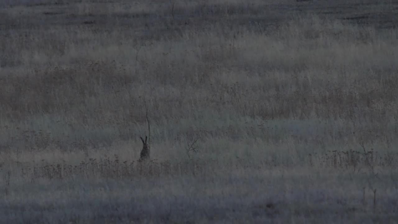 欧洲野兔(Lepus europaeus)，也称为棕色野兔，产于俄罗斯视频下载