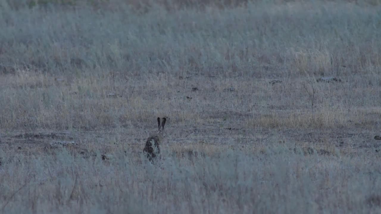 欧洲野兔(Lepus europaeus)，也称为棕色野兔，产于俄罗斯视频素材
