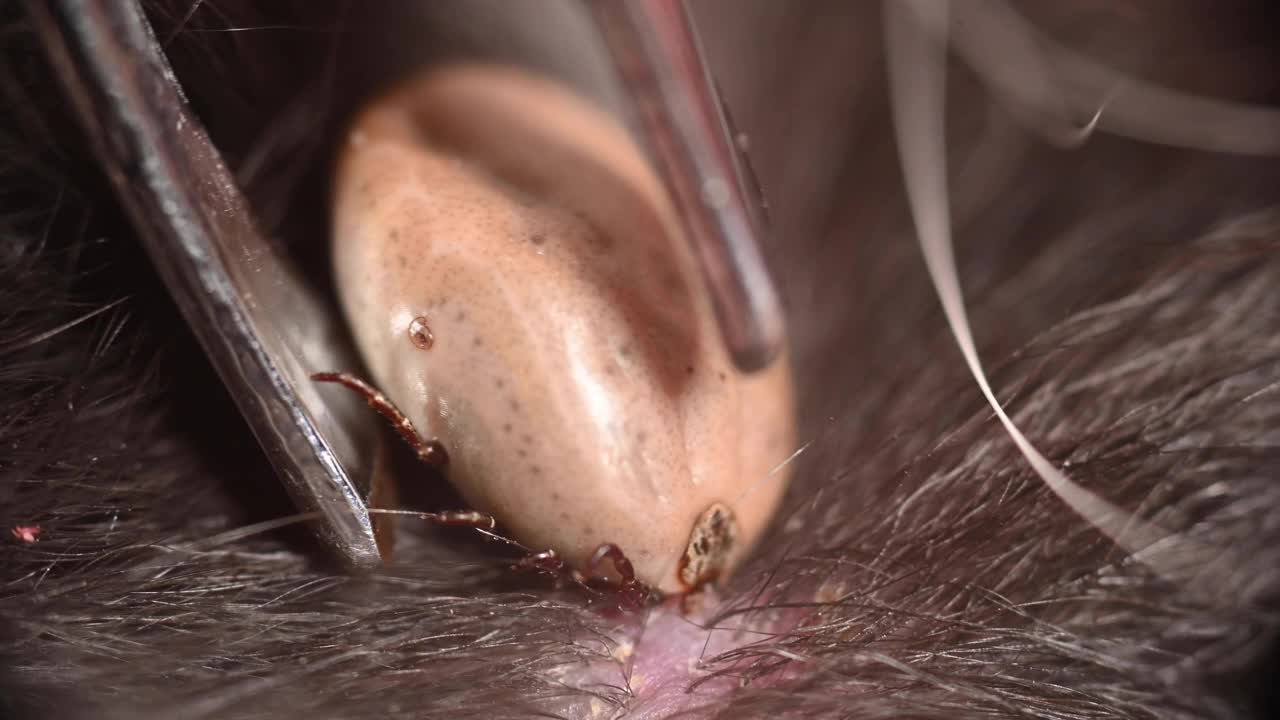 用镊子拔掉嵌在狗皮里的蜱虫。德国视频素材