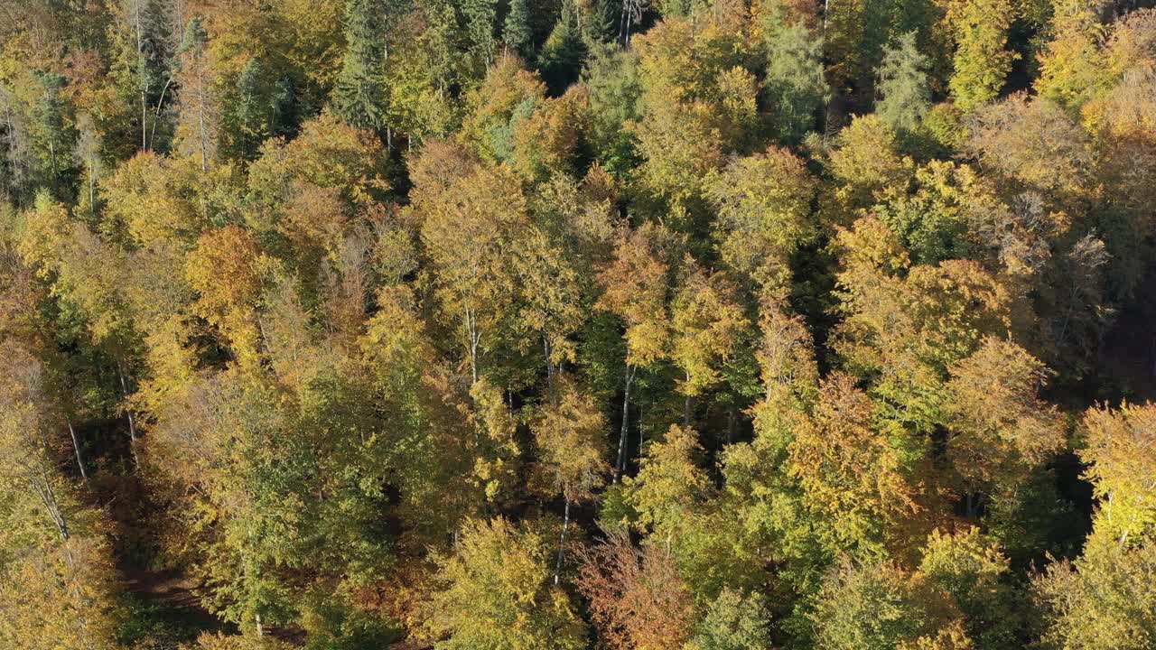 秋天森林的色彩视频素材
