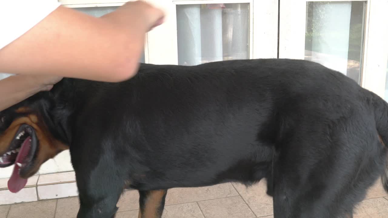 一名男子正在用梳子梳理宠物罗威纳犬的皮毛视频素材