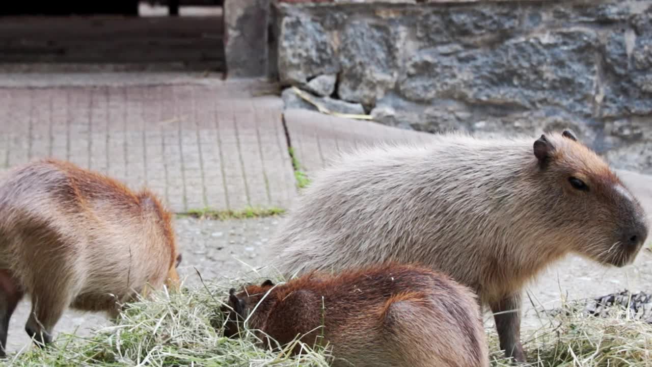 公园里一只吃草或干草的kapybara的特写镜头。胶片颗粒视频素材