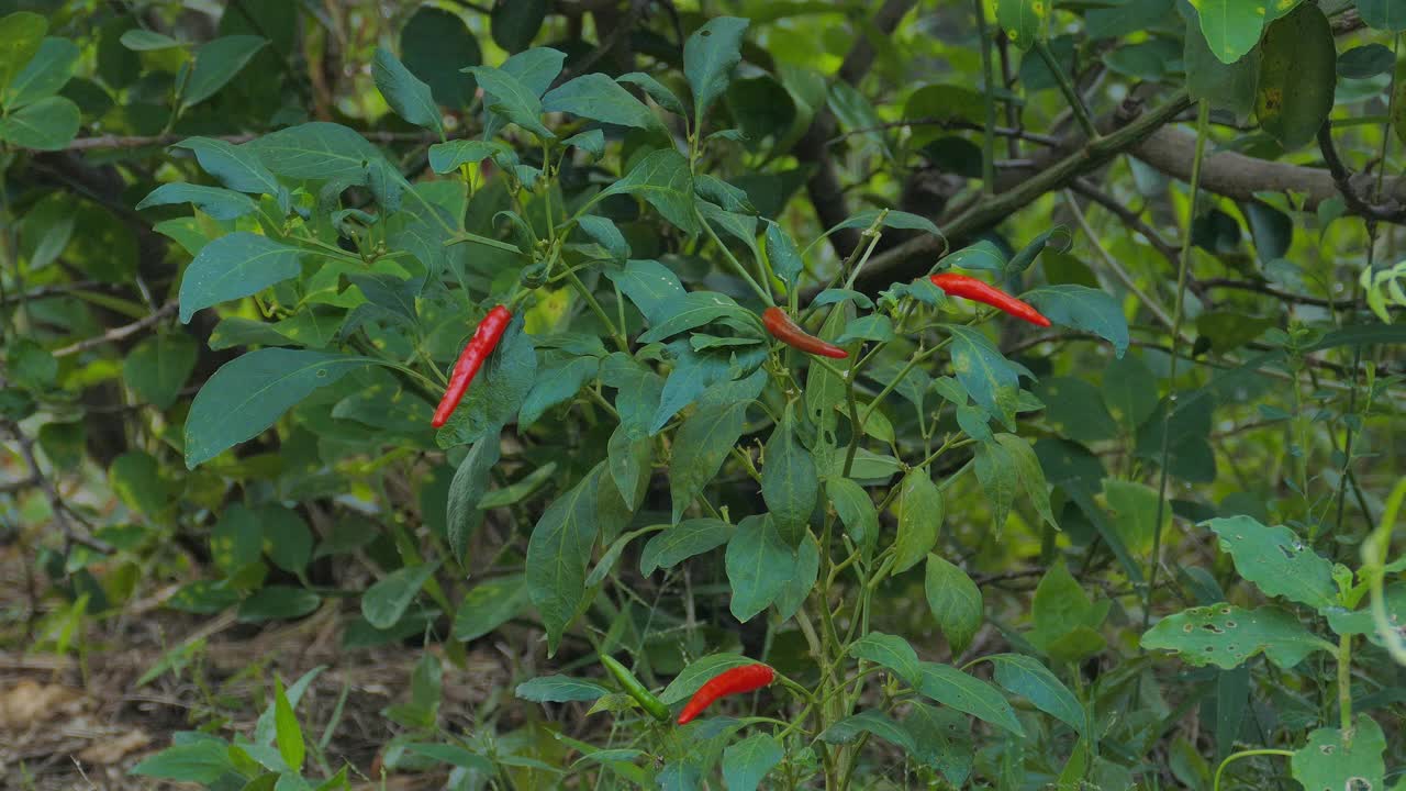 有机红鸟辣椒在蔬菜园。视频下载