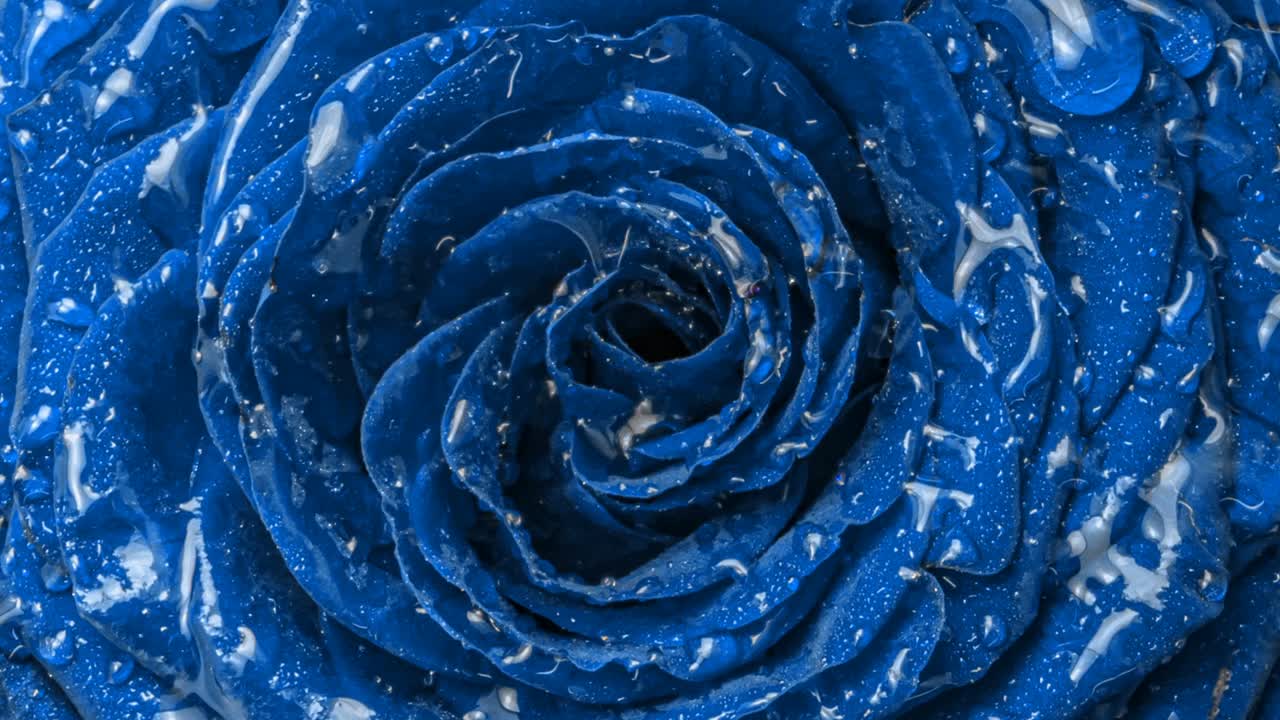 惊人的不寻常的蓝色玫瑰冻结。冰冻的蓝色玫瑰，花瓣上形成冰晶和雪。宏间隔拍摄视频视频素材