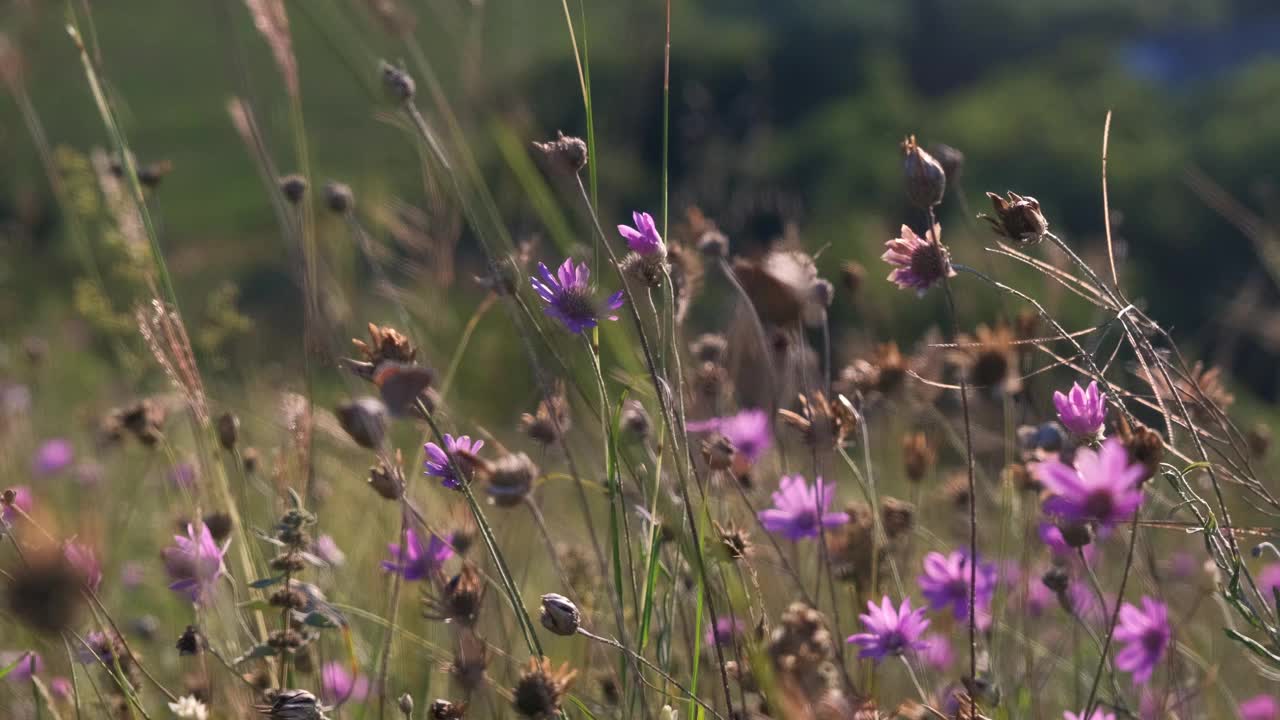 山上绿油油的草地，花和夏草。日落时混杂着野花。UHD 4 k视频素材