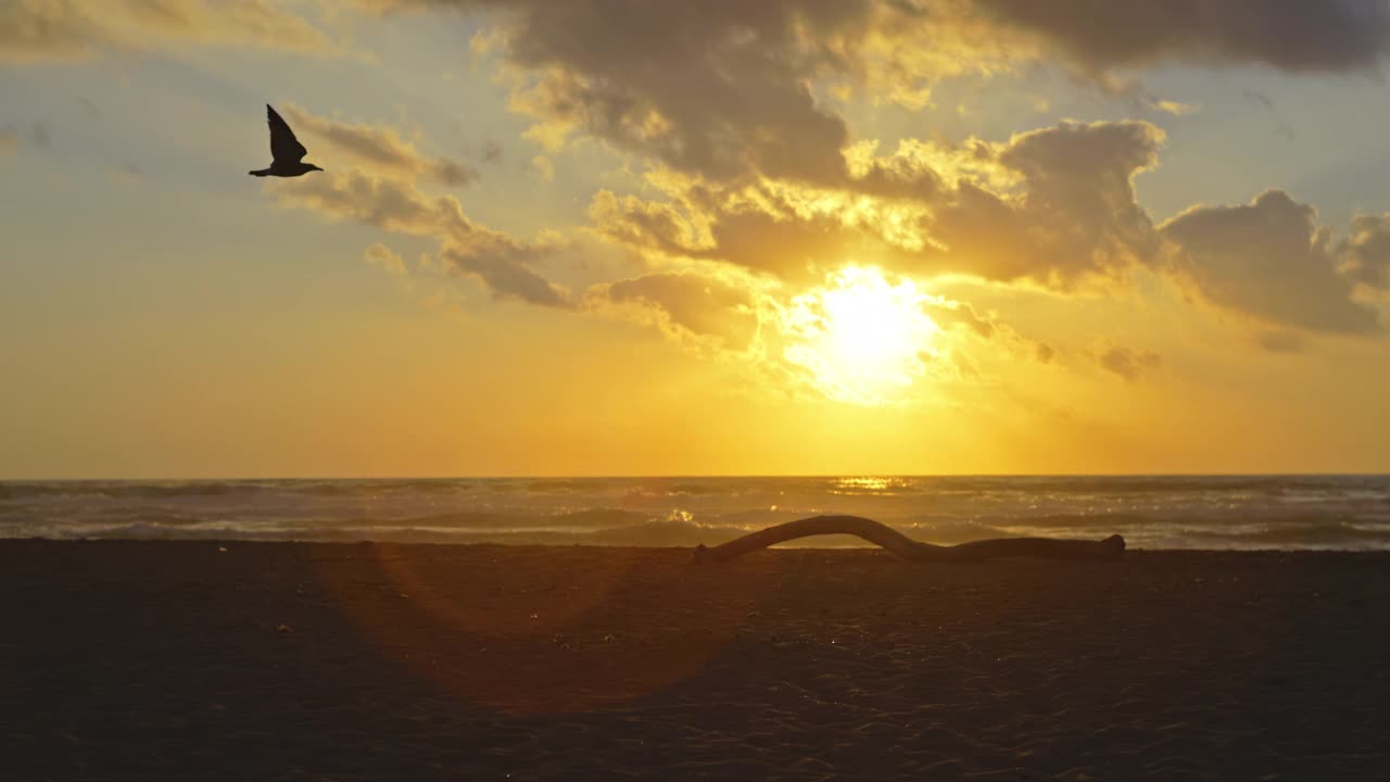 意大利撒丁岛，一只鸟在海滩上飞行的慢镜头。视频下载