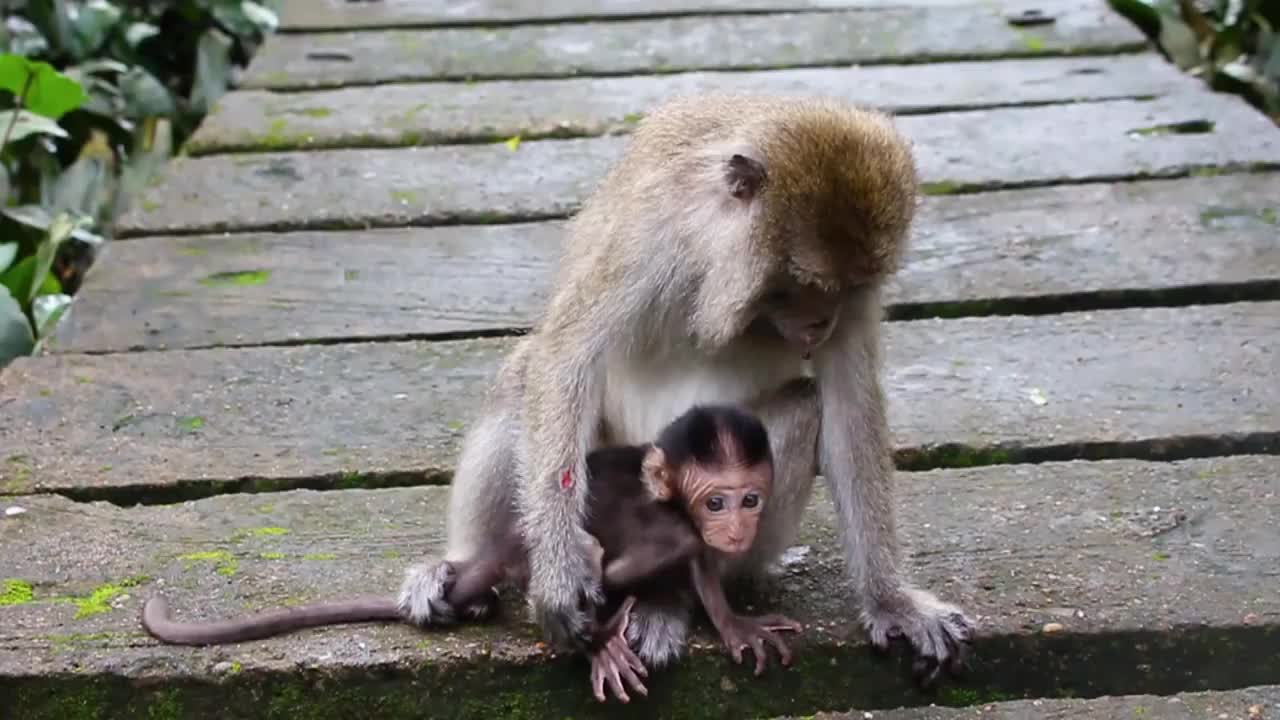 猴妈妈和猴宝宝生活在天然森林里视频下载