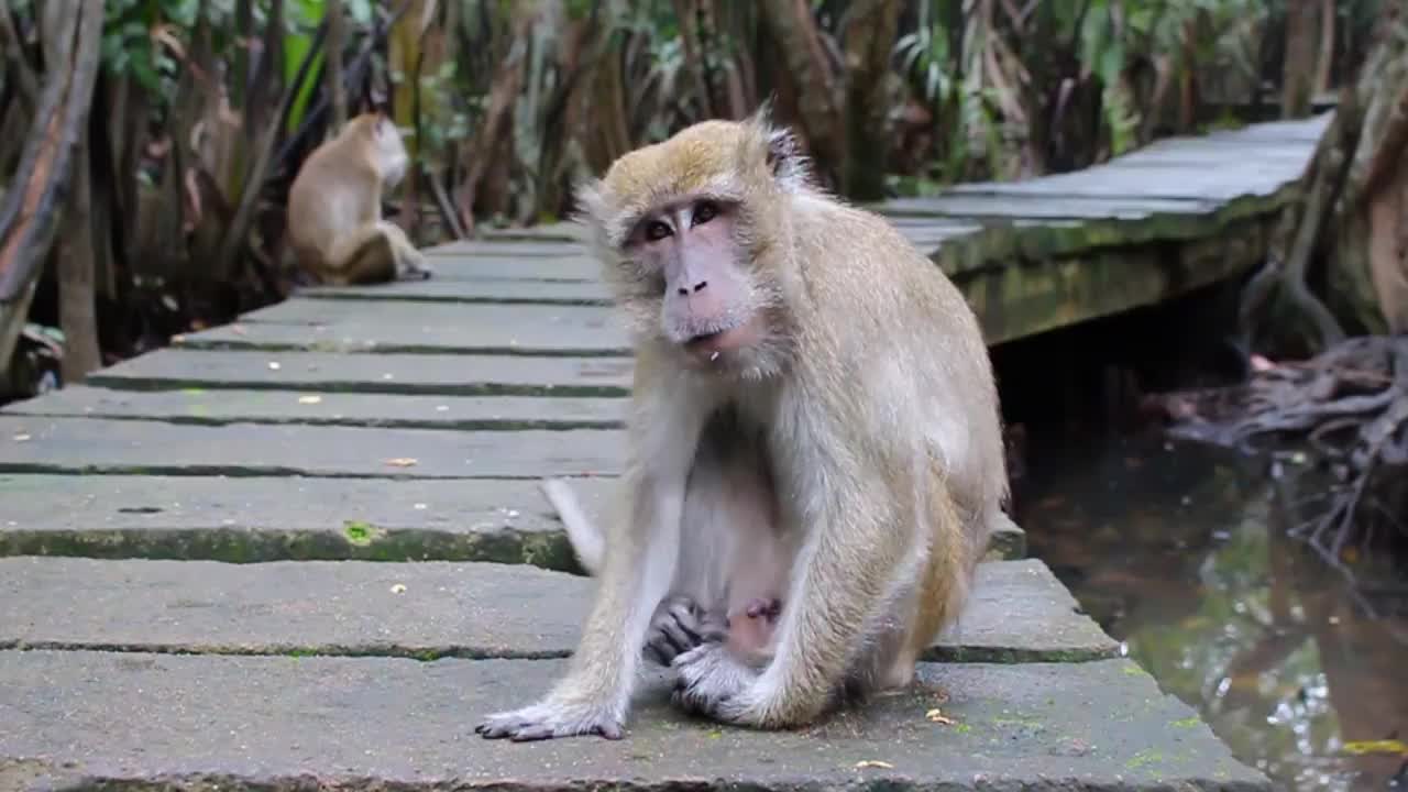 猴子生活在印度尼西亚南加里曼丹岛肯邦岛的天然森林中视频下载