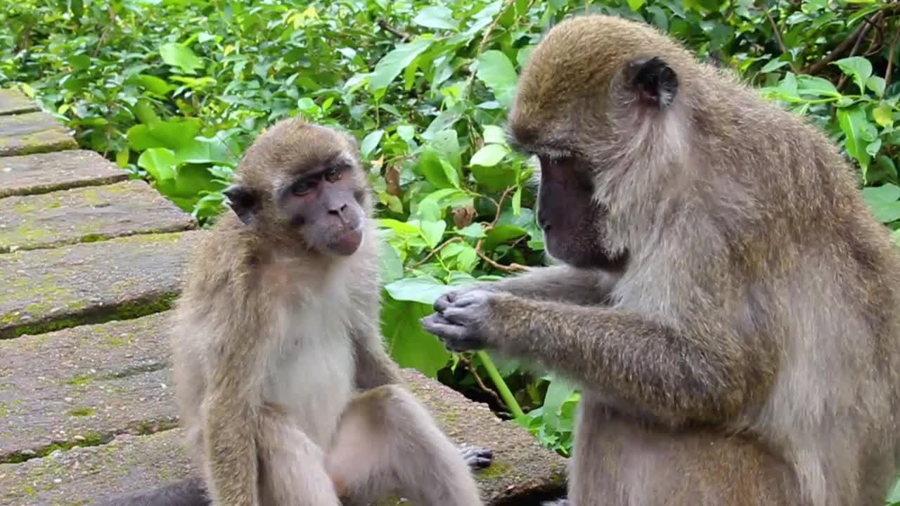 猴子生活在印度尼西亚南加里曼丹岛肯邦岛的天然森林中视频下载